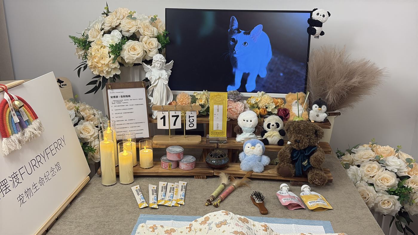 保定宠物上门接回服务：24小时响应流程说明