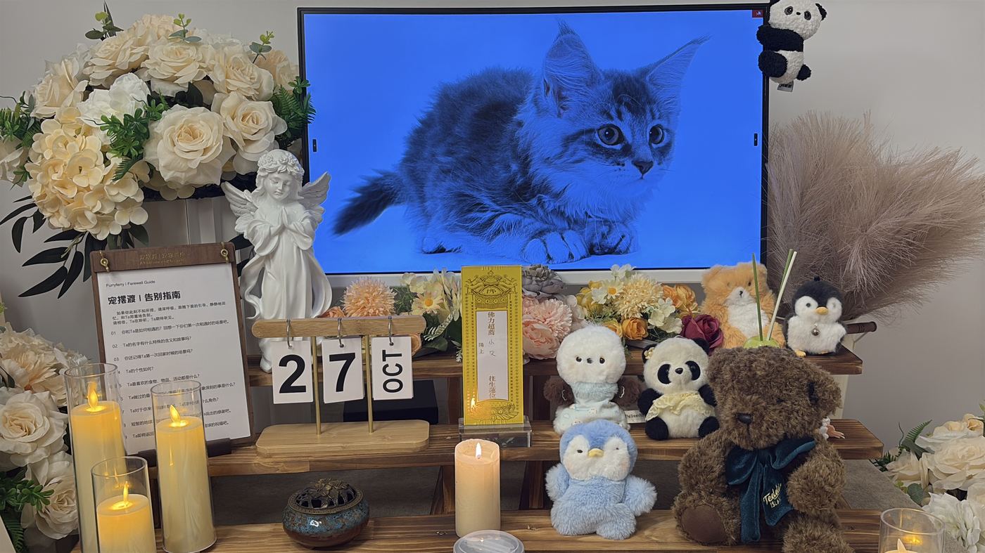如何面对宠物离世的悲伤？写给保定养宠人的心理支持